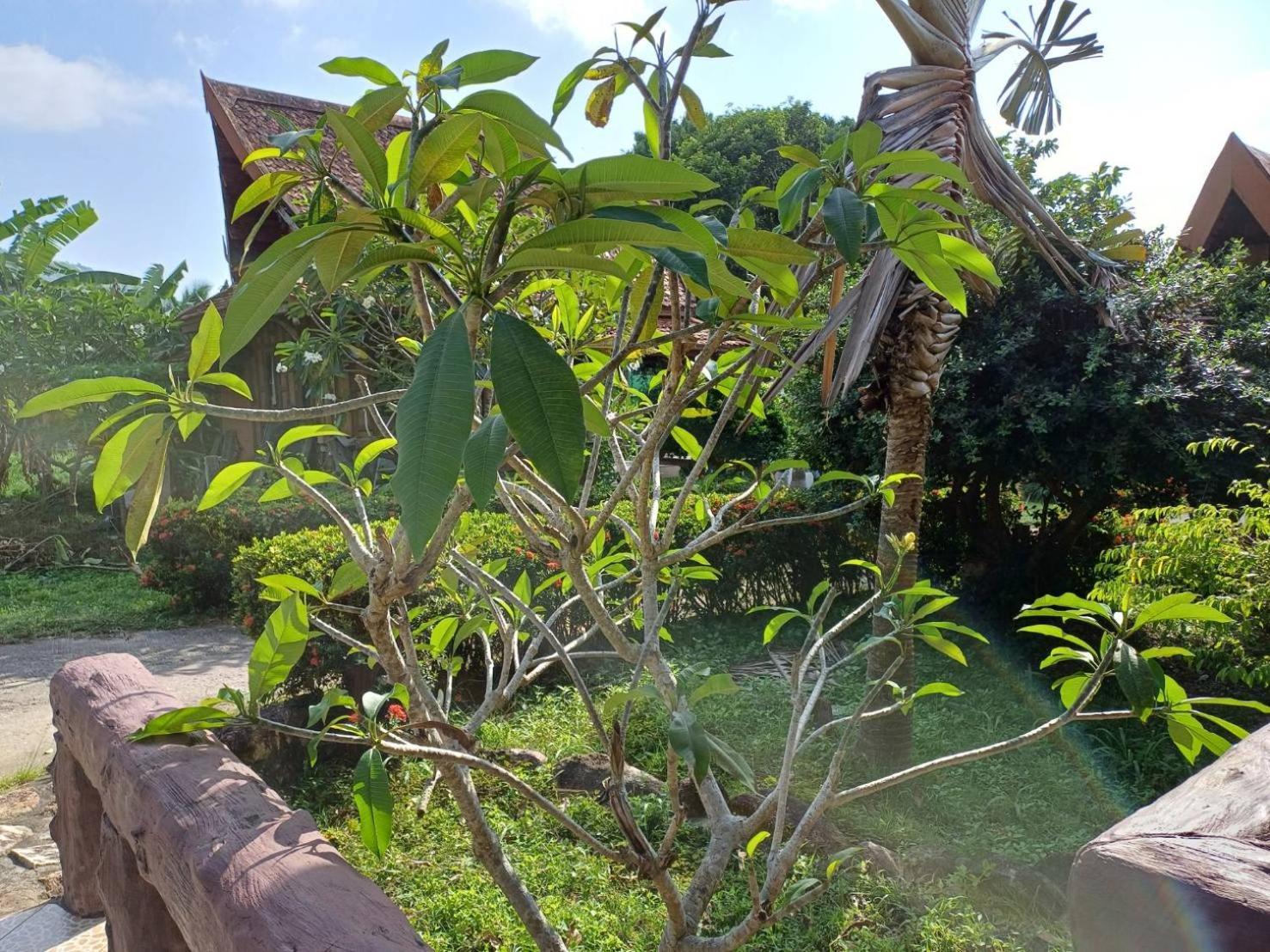 Orchid Home Ko Tao Buitenkant foto